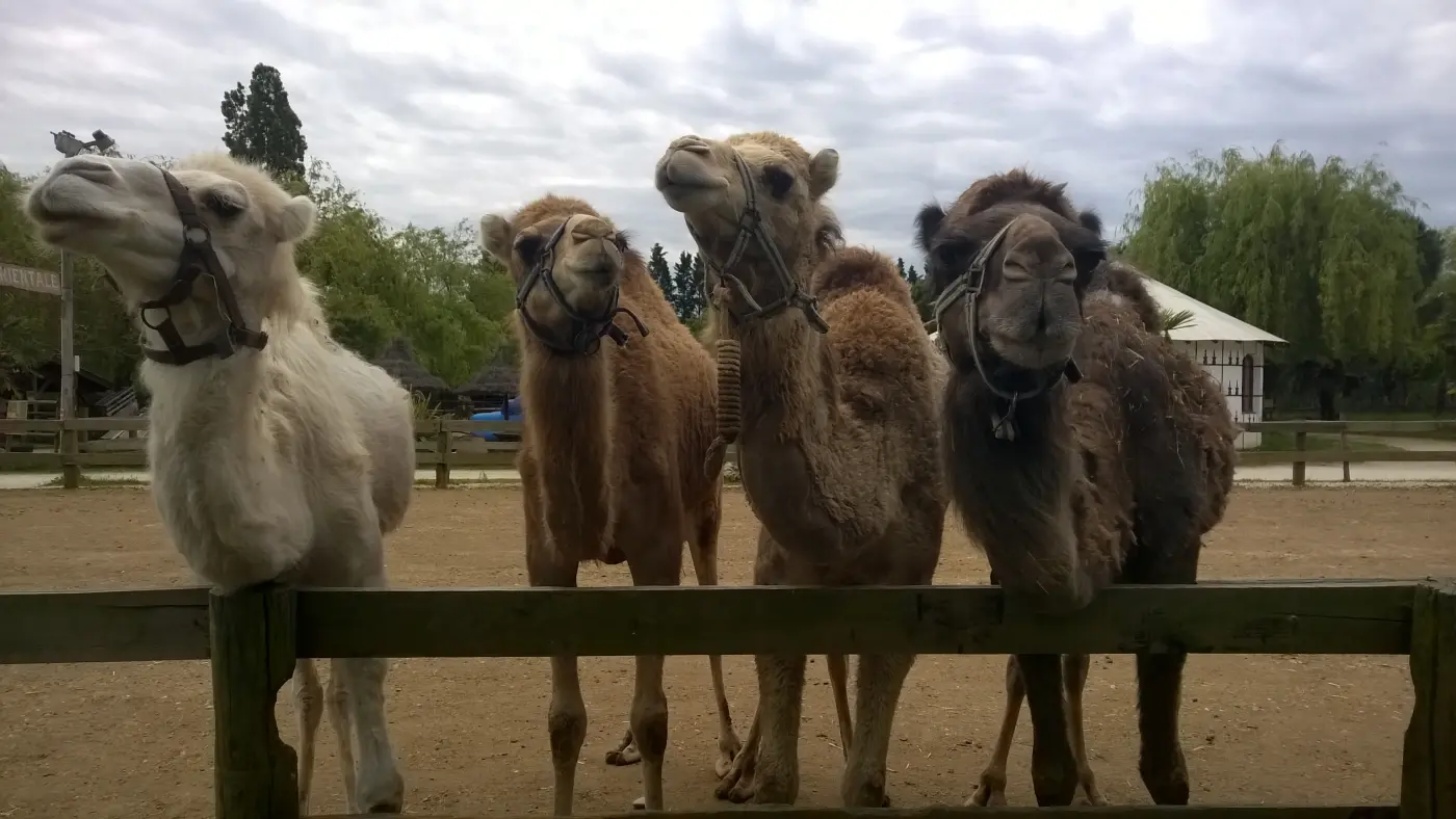 Quatre dromadaires à la Ferme Exotique de Cadaujac